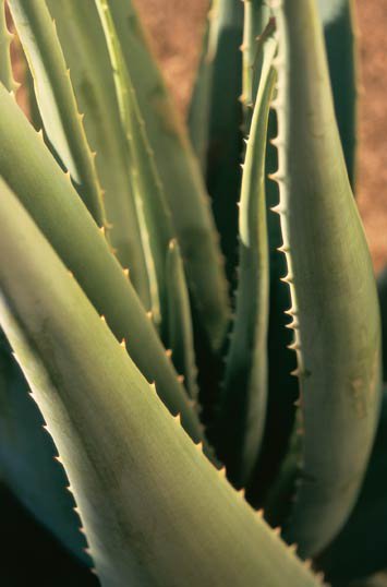 Aloe Vera